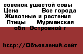 совенок ушастой совы › Цена ­ 5 000 - Все города Животные и растения » Птицы   . Мурманская обл.,Островной г.